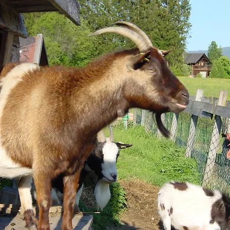 Familien-appartements Oerglwirt's Gut *