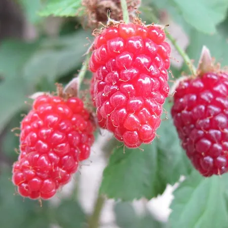 شقة Familien-appartements Oerglwirt's Gut ماريابفار